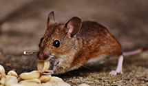 24 Hour & Emergency Exterminators in Gloucester, MA